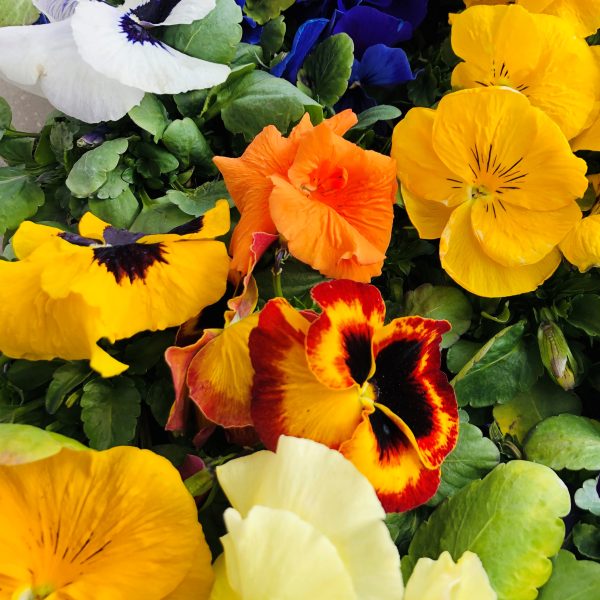 Bratek wiekokwiatowy