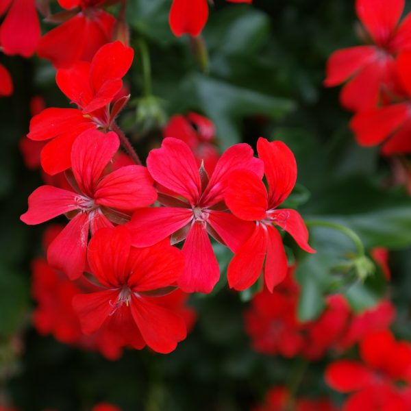 Pelargonia